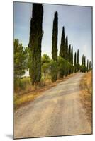 Olive Grove on the Rolling Hills of Tuscany-Terry Eggers-Mounted Photographic Print