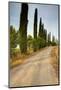 Olive Grove on the Rolling Hills of Tuscany-Terry Eggers-Mounted Photographic Print