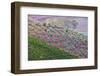 Olive Grove on the Rolling Hills of Tuscany-Terry Eggers-Framed Photographic Print