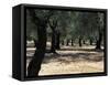 Olive Grove, Puglia, Italy, Europe-Oliviero Olivieri-Framed Stretched Canvas