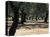 Olive Grove, Puglia, Italy, Europe-Oliviero Olivieri-Stretched Canvas