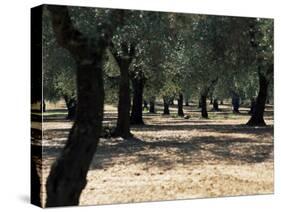 Olive Grove, Puglia, Italy, Europe-Oliviero Olivieri-Stretched Canvas