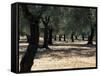 Olive Grove, Puglia, Italy, Europe-Oliviero Olivieri-Framed Stretched Canvas