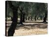 Olive Grove, Puglia, Italy, Europe-Oliviero Olivieri-Stretched Canvas