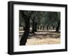 Olive Grove, Puglia, Italy, Europe-Oliviero Olivieri-Framed Photographic Print