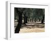 Olive Grove, Puglia, Italy, Europe-Oliviero Olivieri-Framed Photographic Print