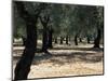 Olive Grove, Puglia, Italy, Europe-Oliviero Olivieri-Mounted Photographic Print