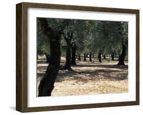 Olive Grove, Puglia, Italy, Europe-Oliviero Olivieri-Framed Photographic Print