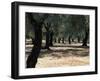 Olive Grove, Puglia, Italy, Europe-Oliviero Olivieri-Framed Photographic Print