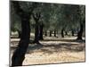 Olive Grove, Puglia, Italy, Europe-Oliviero Olivieri-Mounted Photographic Print