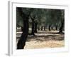 Olive Grove, Puglia, Italy, Europe-Oliviero Olivieri-Framed Photographic Print