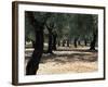 Olive Grove, Puglia, Italy, Europe-Oliviero Olivieri-Framed Photographic Print