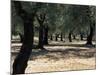 Olive Grove, Puglia, Italy, Europe-Oliviero Olivieri-Mounted Photographic Print