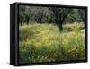 Olive Grove with Wild Flowers, Lesbos, Greece-Roy Rainford-Framed Stretched Canvas