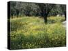 Olive Grove with Wild Flowers, Lesbos, Greece-Roy Rainford-Stretched Canvas