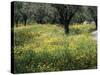 Olive Grove with Wild Flowers, Lesbos, Greece-Roy Rainford-Stretched Canvas