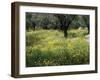 Olive Grove with Wild Flowers, Lesbos, Greece-Roy Rainford-Framed Photographic Print