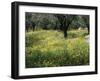 Olive Grove with Wild Flowers, Lesbos, Greece-Roy Rainford-Framed Photographic Print