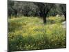 Olive Grove with Wild Flowers, Lesbos, Greece-Roy Rainford-Mounted Photographic Print