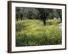 Olive Grove with Wild Flowers, Lesbos, Greece-Roy Rainford-Framed Photographic Print