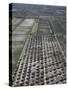 Olive Groves and Vineyards, Mendoza, Argentina-null-Stretched Canvas