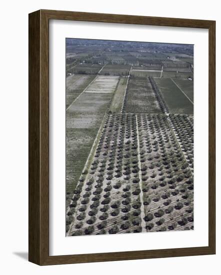 Olive Groves and Vineyards, Mendoza, Argentina-null-Framed Photographic Print