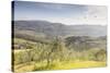 Olive Groves and Vineyards Near to Radda in Chianti, Tuscany, Italy, Europe-Julian Elliott-Stretched Canvas