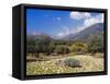 Olive Groves, Cephalonia, Ionian Islands, Greece, Europe-Jonathan Hodson-Framed Stretched Canvas