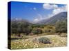 Olive Groves, Cephalonia, Ionian Islands, Greece, Europe-Jonathan Hodson-Stretched Canvas