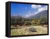 Olive Groves, Cephalonia, Ionian Islands, Greece, Europe-Jonathan Hodson-Framed Stretched Canvas