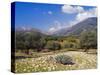 Olive Groves, Cephalonia, Ionian Islands, Greece, Europe-Jonathan Hodson-Stretched Canvas