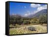 Olive Groves, Cephalonia, Ionian Islands, Greece, Europe-Jonathan Hodson-Framed Stretched Canvas