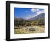 Olive Groves, Cephalonia, Ionian Islands, Greece, Europe-Jonathan Hodson-Framed Photographic Print