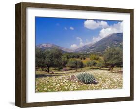 Olive Groves, Cephalonia, Ionian Islands, Greece, Europe-Jonathan Hodson-Framed Photographic Print