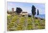 Olive Groves, Cercina, Firenze Province, Firenze, Tuscany, Italy-Nico Tondini-Framed Photographic Print