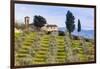 Olive Groves, Cercina, Firenze Province, Firenze, Tuscany, Italy-Nico Tondini-Framed Photographic Print