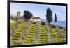 Olive Groves, Cercina, Firenze Province, Firenze, Tuscany, Italy-Nico Tondini-Framed Photographic Print