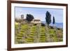 Olive Groves, Cercina, Firenze Province, Firenze, Tuscany, Italy-Nico Tondini-Framed Photographic Print