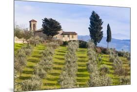 Olive Groves, Cercina, Firenze Province, Firenze, Tuscany, Italy-Nico Tondini-Mounted Photographic Print