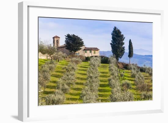 Olive Groves, Cercina, Firenze Province, Firenze, Tuscany, Italy-Nico Tondini-Framed Photographic Print