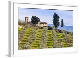 Olive Groves, Cercina, Firenze Province, Firenze, Tuscany, Italy-Nico Tondini-Framed Photographic Print