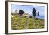 Olive Groves, Cercina, Firenze Province, Firenze, Tuscany, Italy-Nico Tondini-Framed Photographic Print