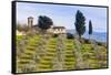 Olive Groves, Cercina, Firenze Province, Firenze, Tuscany, Italy-Nico Tondini-Framed Stretched Canvas