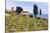 Olive Groves, Cercina, Firenze Province, Firenze, Tuscany, Italy-Nico Tondini-Stretched Canvas