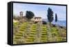 Olive Groves, Cercina, Firenze Province, Firenze, Tuscany, Italy-Nico Tondini-Framed Stretched Canvas