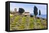 Olive Groves, Cercina, Firenze Province, Firenze, Tuscany, Italy-Nico Tondini-Framed Stretched Canvas