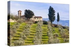 Olive Groves, Cercina, Firenze Province, Firenze, Tuscany, Italy-Nico Tondini-Stretched Canvas