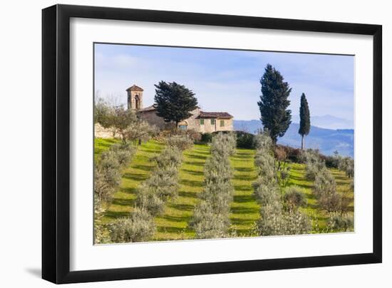 Olive Groves, Cercina, Firenze Province, Firenze, Tuscany, Italy-Nico Tondini-Framed Photographic Print