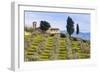 Olive Groves, Cercina, Firenze Province, Firenze, Tuscany, Italy-Nico Tondini-Framed Photographic Print