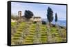 Olive Groves, Cercina, Firenze Province, Firenze, Tuscany, Italy-Nico Tondini-Framed Stretched Canvas